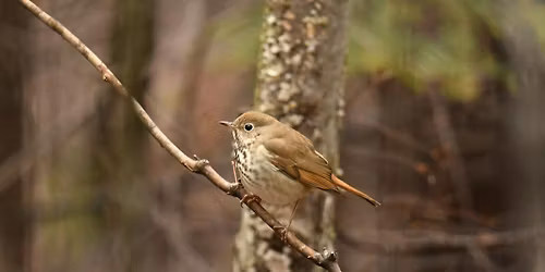 Guided Birdwatching for People with Mobility Challenges