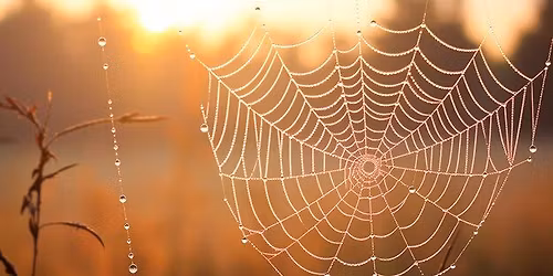 \ud83d\udd78 Edderkoppespind i morgendisen \ud83d\udd78 - ca. 3 km