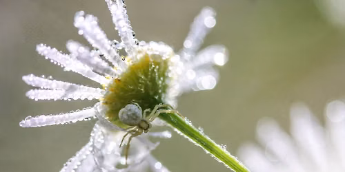 Meditative, Daylong Retreat with Rich Howard - Hybrid