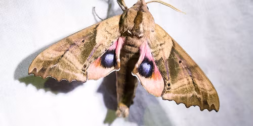 SAVE THE DATE! Moth Ball