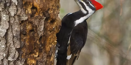Christmas Bird Count at Battery Kemble