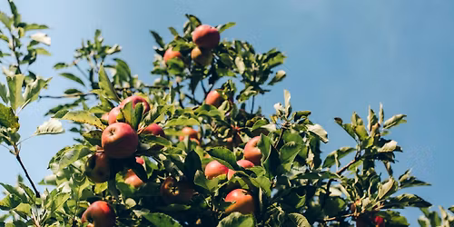 Apple Day at Homestead Park