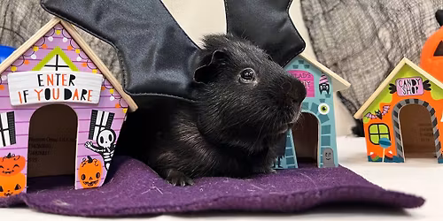 MNPPR at Maplebrook Pet Care Center's 14th Annual Halloween Open House