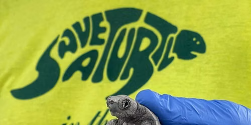 Locals Sunday with Save-A-Turtle of the Florida Keys!