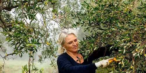 Olivenolie: Foredrag og smagning