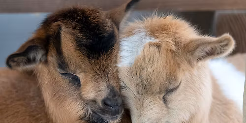 Goat Yoga at Glam House Aesthetics