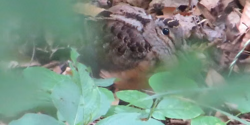 Hide-n-Go Seek Wildlife