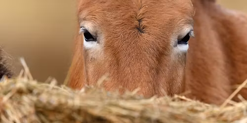Wild Discovery Day: Hoofy weekend