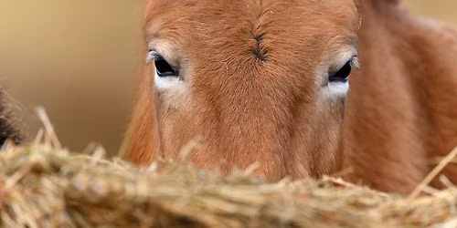 Wild Discovery Day: Hoofy weekend