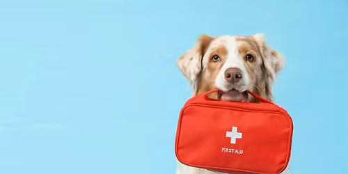 EHBO-opleiding voor honden