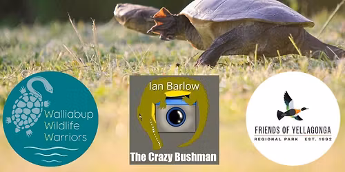 \ud83c\udf33\ud83d\udc22 Turtles in Celebration \ud83d\udc22\ud83c\udf33