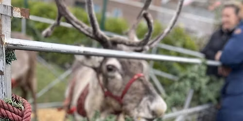 Wander Wild Reindeer Fest!