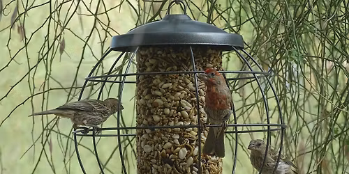 Project FeederWatch Sign-up and Session