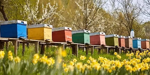Beekeeping for Beginners