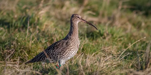 The cost of Curlew conservation
