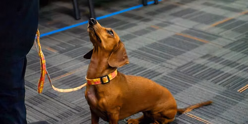AKC 4 Obedience Trials at DOCLC