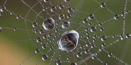 Macro Photography Course-Introduction to Macro Photography