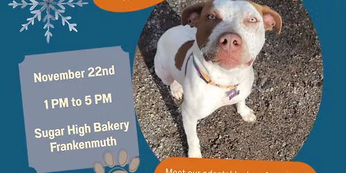 Share the Warmth Fundraiser and Adoption Pop-Up