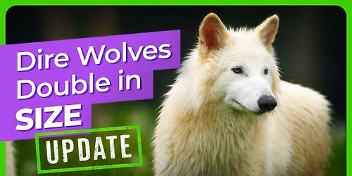 Dire Wolf