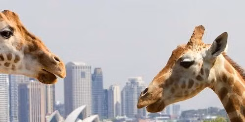 Taronga Zoo Sydney: Entry Ticket + Return Ferry