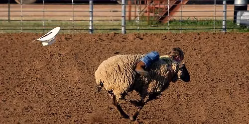 Mutton Bustin' & Mini Bull Showdown