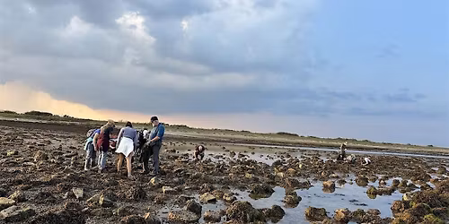 Intertidal Survey - Hillhead