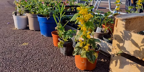 Vente solidaire de plantes et de graines locales