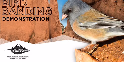 Bird Banding Demonstration