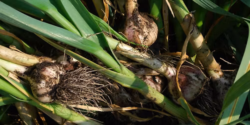 Growing Garlic Workshop