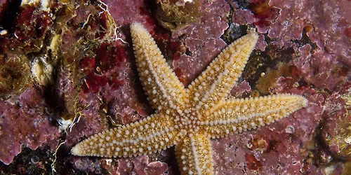 Extreme Rockpool Safari - South Bay, Scarborough
