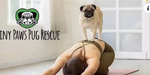 Dog Yoga with Tiny Paws Pug Rescue at Zoom Room Santa Clara