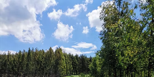 Forest Quest - Mom and Me Edition