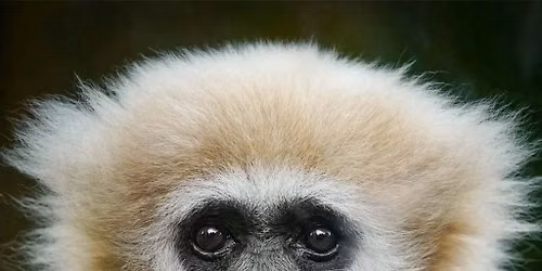 Finding Your WILD Summer Camp - 'Play & Climb' Gibbon Week 