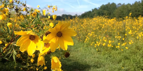 Meet Me in the Meadow