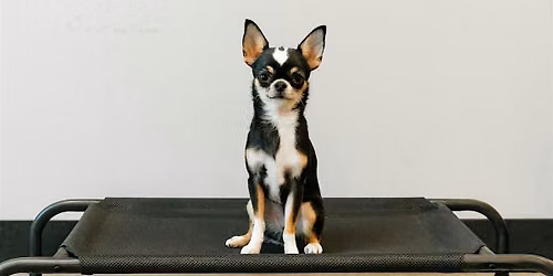 Duo Puppy Class - Mondays 6:00 pm - October 12-November 16