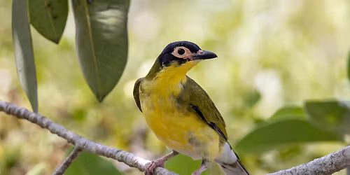 Urban Gardens - What's that Bird?
