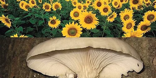 FREE Workshop: Understanding and Addressing Soil Contamination