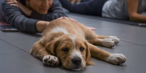 Rescue Puppy Yoga - Highland Tap & Burger