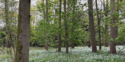 LincWoods Free Tree Pack Giveaway at Boothby Wildlands (P.M. Slot)