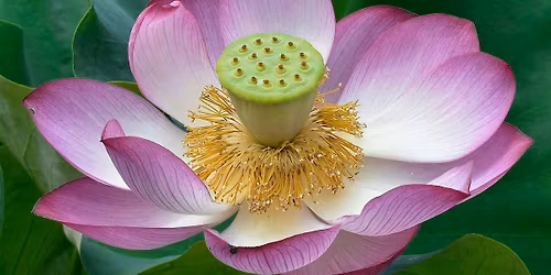 November Autumn Sound Bath Journey