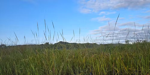 A River Resurgence: The return of Manoomin