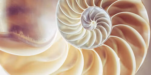 The Shape of Shells
