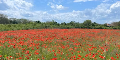 Radionica Sistemskih konstelacija