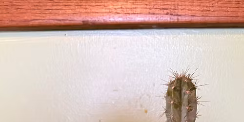 In the Mud Room with Ginger - Coil Succulent Planter