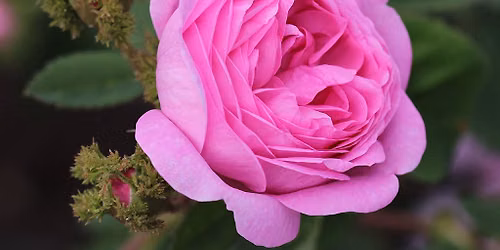 Rosvising