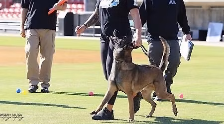 2026 Tarheel Canine PSA Trial