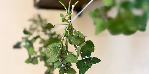 Spring Herbal Workshop