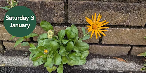 NHSN New Year Plant Hunt