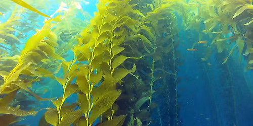 Adventure! Point Loma Kelp Beds!