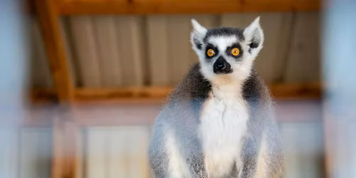 Lemurs and Wine: Meet the Lemurs and Enjoy Wine!